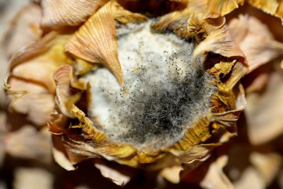 Outdoor Mold Allergy (Alternaria) Test