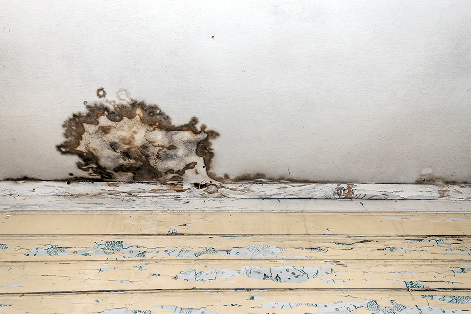 Indoor Mold Allergy (Aspergillus) Test