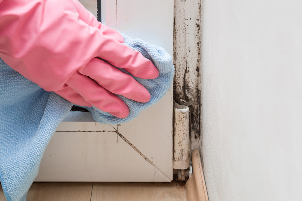 Airborne Mold Allergen (Mucor) Test