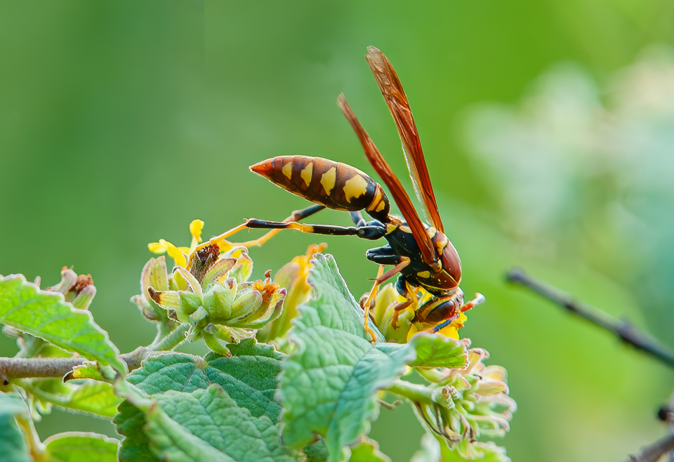 Paper Wasp Allergen Test
